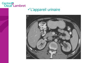 L’appareil urinaire 