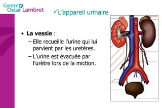 La vessie  : Elle recueille l’urine qui lui parvient par les uretères. L’urine est évacuée par l’urètre lors de la miction. L’appareil urinaire 
