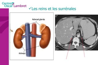Les reins et les surrénales 