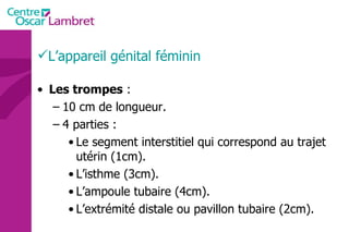 Les trompes  : 10 cm de longueur. 4 parties : Le segment interstitiel qui correspond au trajet utérin (1cm). L’isthme (3cm). L’ampoule tubaire (4cm). L’extrémité distale ou pavillon tubaire (2cm). L’appareil génital féminin 