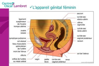 L’appareil génital féminin 
