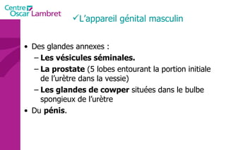 Des glandes annexes : Les vésicules séminales. La prostate  (5 lobes entourant la portion initiale de l’urètre dans la vessie) Les glandes de cowper  situées dans le bulbe spongieux de l’urètre Du  pénis . L’appareil génital masculin 