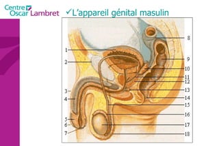 L’appareil génital masulin 