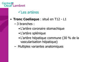 Tronc Coeliaque  : situé en T12 - L1 3 branches : L’artère coronaire stomachique L’artère splénique L’artère hépatique commune (30 % de la vascularisation hépatique) Multiples variantes anatomiques Les artères 