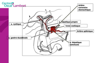 a. cystique a. hépatique propre a. hépatique  commune a. gastro-duodénale tronc coeliaque Artère splénique Artère coronaire stomachique 