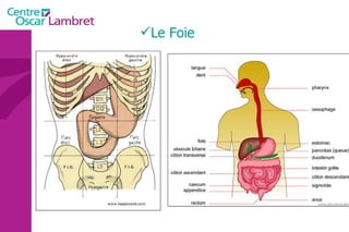 abdomen anatomie