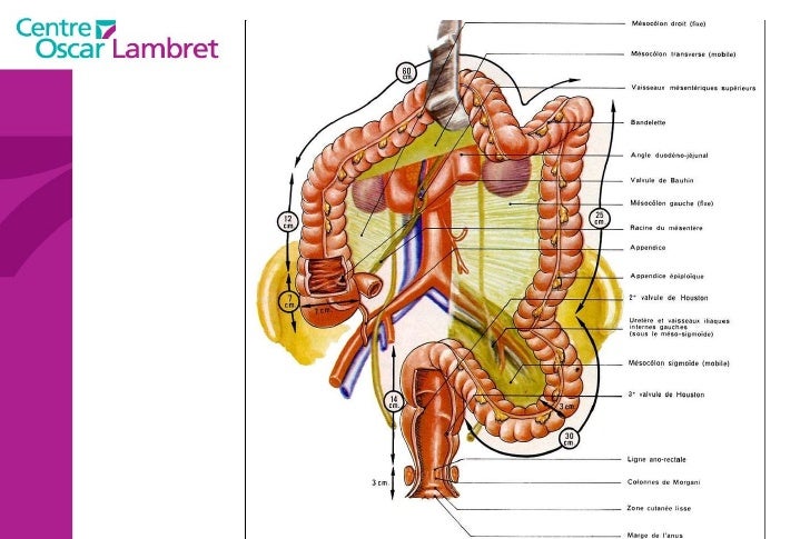 Les Organes De L Abdomen Sch ma NZHGK les-organes-de-l-abdomen-sch-ma-nzhgk