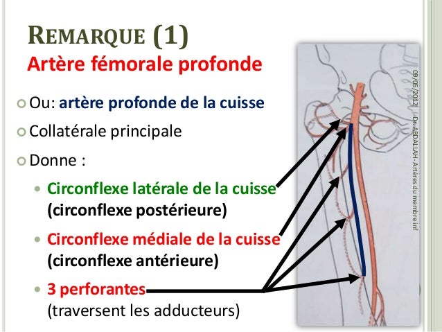 Anatomie arteres du membre inferieur