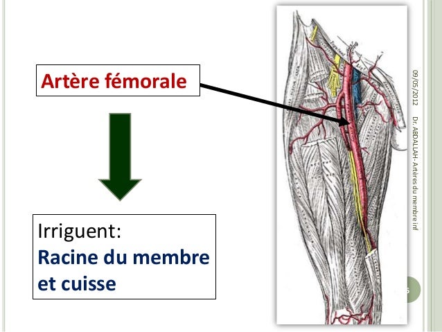 anatomie-arteres-du-membre-inferieur