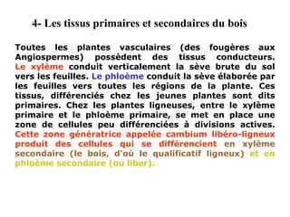 4- Les tissus primaires et secondaires du bois
Toutes les plantes vasculaires (des fougères aux
Angiospermes) possèdent des tissus conducteurs.
Le xylème conduit verticalement la sève brute du sol
vers les feuilles. Le phloème conduit la sève élaborée par
les feuilles vers toutes les régions de la plante. Ces
tissus, différenciés chez les jeunes plantes sont dits
primaires. Chez les plantes ligneuses, entre le xylème
primaire et le phloème primaire, se met en place une
zone de cellules peu différenciées à divisions actives.
Cette zone génératrice appelée cambium libéro-ligneux
produit des cellules qui se différencient en xylème
secondaire (le bois, d'où le qualificatif ligneux) et en
phloème secondaire (ou liber).
 