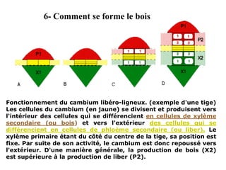 6- Comment se forme le bois
Fonctionnement du cambium libéro-ligneux. (exemple d'une tige)
Les cellules du cambium (en jaune) se divisent et produisent vers
l'intérieur des cellules qui se différencient en cellules de xylème
secondaire (ou bois) et vers l'extérieur des cellules qui se
différencient en cellules de phloème secondaire (ou liber). Le
xylème primaire étant du côté du centre de la tige, sa position est
fixe. Par suite de son activité, le cambium est donc repoussé vers
l'extérieur. D'une manière générale, la production de bois (X2)
est supérieure à la production de liber (P2).
 