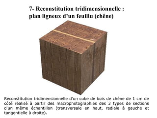 Reconstitution tridimensionnelle d'un cube de bois de chêne de 1 cm de
côté réalisé à partir des macrophotographies des 3 types de sections
d'un même échantillon (transversale en haut, radiale à gauche et
tangentielle à droite).
7- Reconstitution tridimensionnelle :
plan ligneux d’un feuillu (chêne)
 