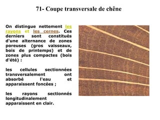 On distingue nettement les
rayons et les cernes. Ces
derniers sont constitués
d'une alternance de zones
poreuses (gros vaisseaux,
bois de printemps) et de
zones plus compactes (bois
d'été) :
les cellules sectionnées
transversalement ont
absorbé l'eau et
apparaissent foncées ;
les rayons sectionnés
longitudinalement
apparaissent en clair.
71- Coupe transversale de chêne
 