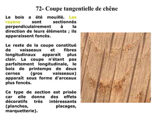 Le bois a été mouillé. Les
rayons sont sectionnés
perpendiculairement à la
direction de leurs éléments ; ils
apparaissent foncés.
Le reste de la coupe constitué
de vaisseaux et fibres
longitudinaux apparaît plus
clair. La coupe n'étant pas
parfaitement longitudinale, le
bois de printemps de deux
cernes (gros vaisseaux)
apparaît sous forme d'arceaux
plus foncés.
Ce type de section est prisée
car elle donne des effets
décoratifs très intéressants
(planches, placages,
marquetterie).
72- Coupe tangentielle de chêne
 