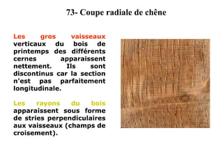 Les gros vaisseaux
verticaux du bois de
printemps des différents
cernes apparaissent
nettement. Ils sont
discontinus car la section
n'est pas parfaitement
longitudinale.
Les rayons du bois
apparaissent sous forme
de stries perpendiculaires
aux vaisseaux (champs de
croisement).
73- Coupe radiale de chêne
 