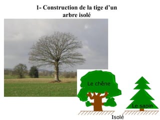 1- Construction de la tige d’un
arbre isolé
 