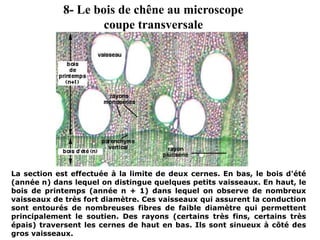 La section est effectuée à la limite de deux cernes. En bas, le bois d'été
(année n) dans lequel on distingue quelques petits vaisseaux. En haut, le
bois de printemps (année n + 1) dans lequel on observe de nombreux
vaisseaux de très fort diamètre. Ces vaisseaux qui assurent la conduction
sont entourés de nombreuses fibres de faible diamètre qui permettent
principalement le soutien. Des rayons (certains très fins, certains très
épais) traversent les cernes de haut en bas. Ils sont sinueux à côté des
gros vaisseaux.
8- Le bois de chêne au microscope
coupe transversale
 
