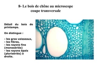 Détail du bois de
printemps.
On distingue :
- les gros vaisseaux,
- les fibres,
- les rayons fins
(monosériés)
- les rayons épais
(plurisériés) à
droite.
8- Le bois de chêne au microscope
coupe transversale
 