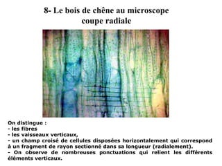 On distingue :
- les fibres
- les vaisseaux verticaux,
- un champ croisé de cellules disposées horizontalement qui correspond
à un fragment de rayon sectionné dans sa longueur (radialement).
- On observe de nombreuses ponctuations qui relient les différents
éléments verticaux.
8- Le bois de chêne au microscope
coupe radiale
 