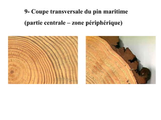 9- Coupe transversale du pin maritime
(partie centrale – zone périphérique)
 