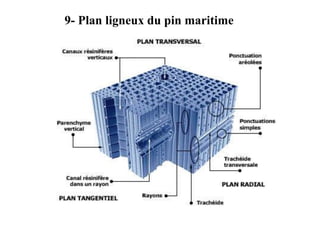 9- Plan ligneux du pin maritime
 