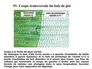 91- Coupe transversale du bois de pin
.
Coupe à la limite de deux cernes.
On distingue le bois d'été d'une année n à gauche (trachéides de faible
diamètre à parois épaisses) et le bois de printemps de l'année n+1 à
droite (trachéides de fort diamètre et à parois plus fines). Les files de
cellules qui traversent la coupe de gauche à droite sont les rayons
formés de cellules non allongées dans le sens longitudinal. Survoler
l'image pour faire apparaître les légendes.
 