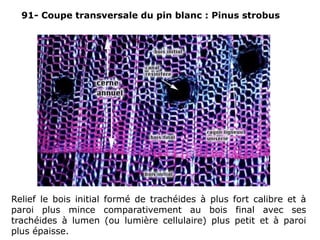 91- Coupe transversale du pin blanc : Pinus strobus
Relief le bois initial formé de trachéides à plus fort calibre et à
paroi plus mince comparativement au bois final avec ses
trachéides à lumen (ou lumière cellulaire) plus petit et à paroi
plus épaisse.
 