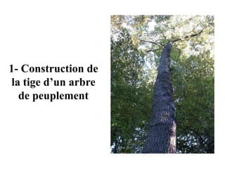 1- Construction de
la tige d’un arbre
de peuplement
 