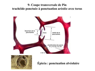 9- Coupe transversale de Pin
trachéide ponctuée à ponctuation aréolée avec torus
Épicéa : ponctuation alvéolaire
 