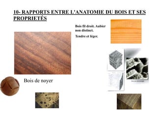 10- RAPPORTS ENTRE L'ANATOMIE DU BOIS ET SES
PROPRIETÉS
Bois de noyer
Bois fil droit. Aubier
non distinct.
Tendre et léger.
 