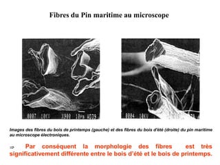 Fibres du Pin maritime au microscope
Images des fibres du bois de printemps (gauche) et des fibres du bois d'été (droite) du pin maritime
au microscope électroniques.
 Par conséquent la morphologie des fibres est très
significativement différente entre le bois d’été et le bois de printemps.
 