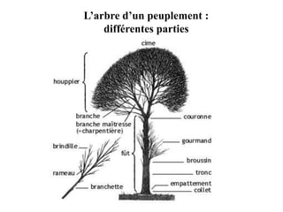 L’arbre d’un peuplement :
différentes parties
 