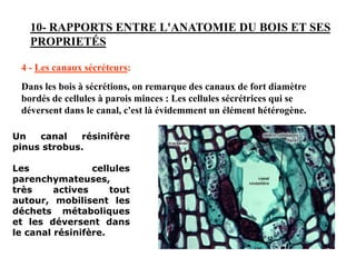 10- RAPPORTS ENTRE L'ANATOMIE DU BOIS ET SES
PROPRIETÉS
4 - Les canaux sécréteurs:
Dans les bois à sécrétions, on remarque des canaux de fort diamètre
bordés de cellules à parois minces : Les cellules sécrétrices qui se
déversent dans le canal, c'est là évidemment un élément hétérogène.
Un canal résinifère
pinus strobus.
Les cellules
parenchymateuses,
très actives tout
autour, mobilisent les
déchets métaboliques
et les déversent dans
le canal résinifère.
 