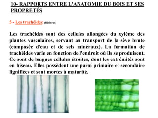 5 - Les trachéides:(Résineux)
Les trachéides sont des cellules allongées du xylème des
plantes vasculaires, servant au transport de la sève brute
(composée d'eau et de sels minéraux). La formation de
trachéides varie en fonction de l'endroit où ils se produisent.
Ce sont de longues cellules étroites, dont les extrémités sont
en biseau. Elles possèdent une paroi primaire et secondaire
lignifiées et sont mortes à maturité.
10- RAPPORTS ENTRE L'ANATOMIE DU BOIS ET SES
PROPRETÉS
 