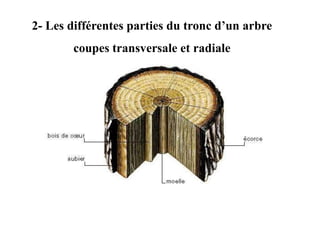 2- Les différentes parties du tronc d’un arbre
coupes transversale et radiale
 