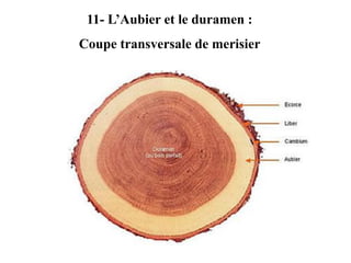 11- L’Aubier et le duramen :
Coupe transversale de merisier
 
