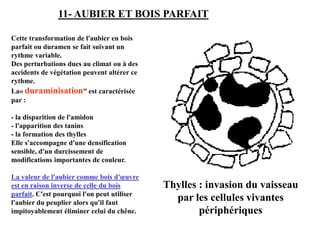 Thylles : invasion du vaisseau
par les cellules vivantes
périphériques
Cette transformation de l'aubier en bois
parfait ou duramen se fait suivant un
rythme variable.
Des perturbations dues au climat ou à des
accidents de végétation peuvent altérer ce
rythme.
La« duraminisation" est caractérisée
par :
- la disparition de l'amidon
- l'apparition des tanins
- la formation des thylles
Elle s'accompagne d'une densification
sensible, d'un durcissement de
modifications importantes de couleur.
La valeur de l'aubier comme bois d'œuvre
est en raison inverse de celle du bois
parfait. C'est pourquoi l'on peut utiliser
l'aubier du peuplier alors qu'il faut
impitoyablement éliminer celui du chêne.
11- AUBIER ET BOIS PARFAIT
 
