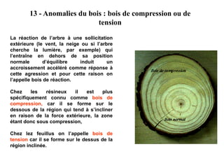 La réaction de l’arbre à une sollicitation
extérieure (le vent, la neige ou si l’arbre
cherche la lumière, par exemple) qui
l’entraîne en dehors de sa position
normale d’équilibre induit un
accroissement accéléré comme réponse à
cette agression et pour cette raison on
l’appelle bois de réaction.
Chez les résineux il est plus
spécifiquement connu comme bois de
compression, car il se forme sur le
dessous de la région qui tend à s’incliner
en raison de la force extérieure, la zone
étant donc sous compression,
Chez lez feuillus on l’appelle bois de
tension car il se forme sur le dessus de la
région inclinée.
13 - Anomalies du bois : bois de compression ou de
tension
 