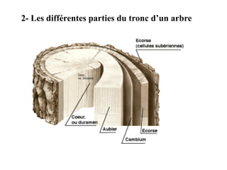 2- Les différentes parties du tronc d’un arbre
 