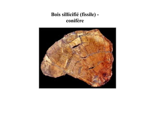 Bois sillicifié (fissile) -
conifère
 