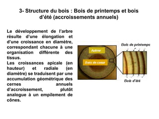 3- Structure du bois : Bois de printemps et bois
d’été (accroissements annuels)
Le développement de l’arbre
résulte d’une élongation et
d’une croissance en diamètre,
correspondant chacune à une
organisation différente des
tissus.
Les croissances apicale (en
hauteur) et radiale (en
diamètre) se traduisent par une
accumulation géométrique des
cernes annuels
d’accroissement, plutôt
analogue à un empilement de
cônes.
 