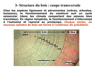 3- Structure du bois : coupe transversale
Chez les espèces ligneuses et pérennantes (arbres, arbustes,
buissons), le fonctionnement du cambium suit un cycle
saisonnier (dans les climats comportant des saisons bien
tranchées). En région tempérée, le fonctionnement s'interrompt
à l'automne et reprend au printemps. Chaque année, un
nouveau cylindre de bois est formé à l'extérieur du précédent.
 