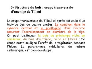 3- Structure du bois : coupe transversale
d'une tige de Tilleul
La coupe transversale de Tilleul ci-après est celle d'un
individu âgé de quatre années. Le cambium dans le
cylindre central et le phellogène dans l'écorce
assurent l'accroissement en diamètre de la tige.
On peut distinguer le bois de printemps riche en
vaisseaux, du bois d'automne, riche en fibres. Une
coupe nette souligne l'arrêt de la végétation pendant
l'hiver. Le parenchyme médullaire, de nature
cellulosique, est bien développé.
 
