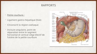 Anatomie chirurgicale de l’estomac .pptx