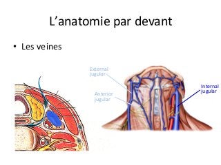 L’anatomie	par	devant	
•  Les	veines			
External	
jugular	
Anterior	
jugular	
Internal	
jugular	
 