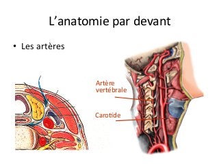L’anatomie	par	devant	
•  Les	artères				
Artère	
vertébrale	
CaroJde	
 