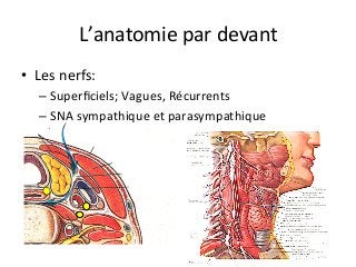 L’anatomie	par	devant	
•  Les	nerfs:		
– Superﬁciels;	Vagues,	Récurrents			
– SNA	sympathique	et	parasympathique			
 