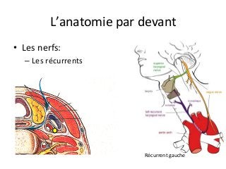 L’anatomie	par	devant	
•  Les	nerfs:		
– Les	récurrents		
Récurrent	gauche	
 