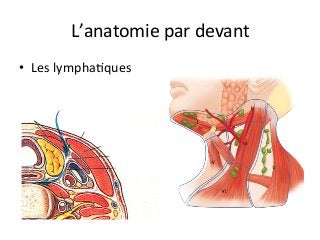 L’anatomie	par	devant	
•  Les	lymphaJques		
 