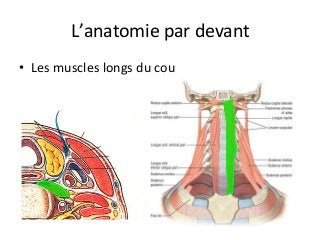 L’anatomie	par	devant	
•  Les	muscles	longs	du	cou		
 